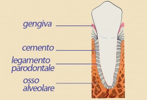 01.il parodonto copia