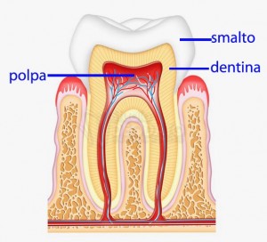anatomia del dente