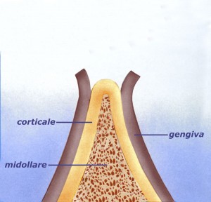 14-struttura-dell'osso
